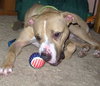 Boscoe