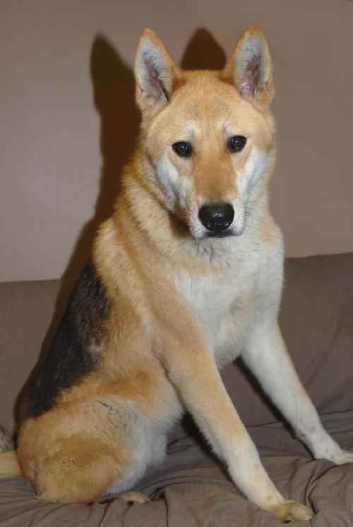 Shep