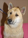 Shep