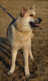 Shep