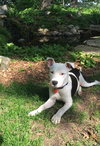 Seth -Puppy