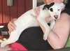 Sukie -Puppy