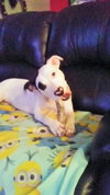 Sukie -Puppy