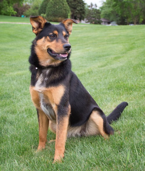 Amaya -Puppy