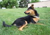 Amaya -Puppy