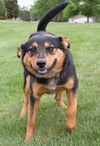 Amaya -Puppy