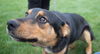 Amaya -Puppy