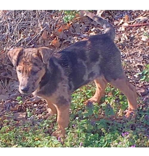 Keltie -Puppy