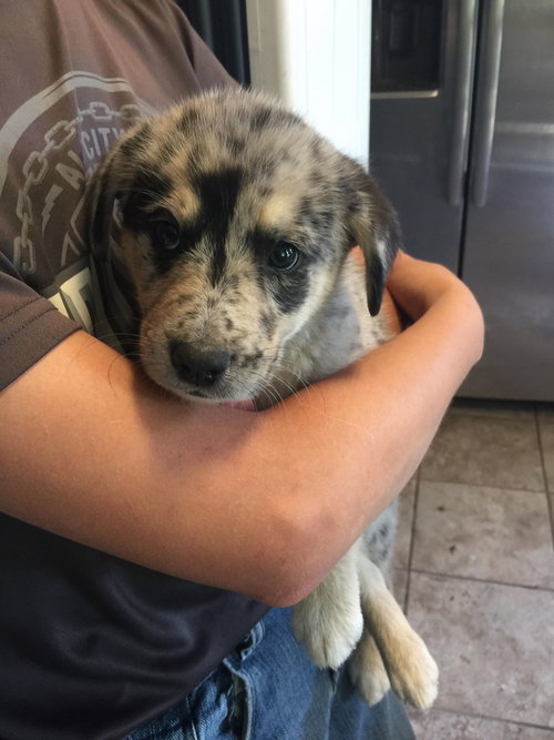 Moana -Puppy