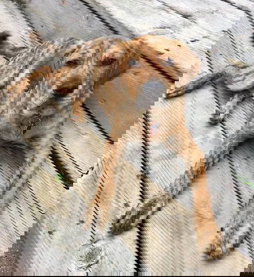 Dali -Puppy