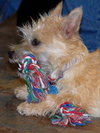 Snickers