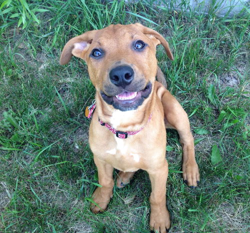 Ashland Pup