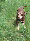 Bronson
