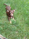 Bronson