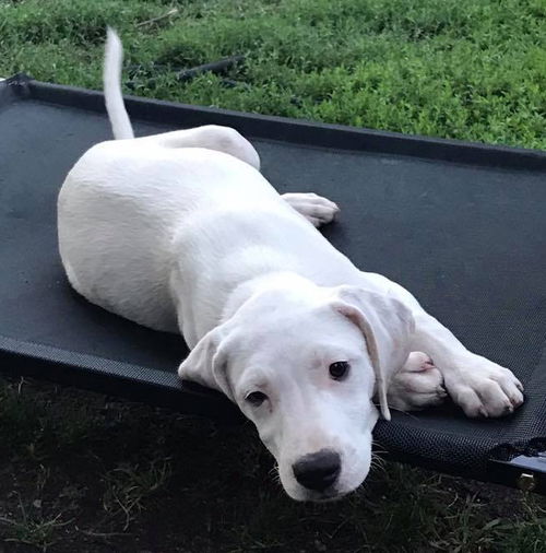 Kelso -Puppy
