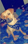 Marmaduke