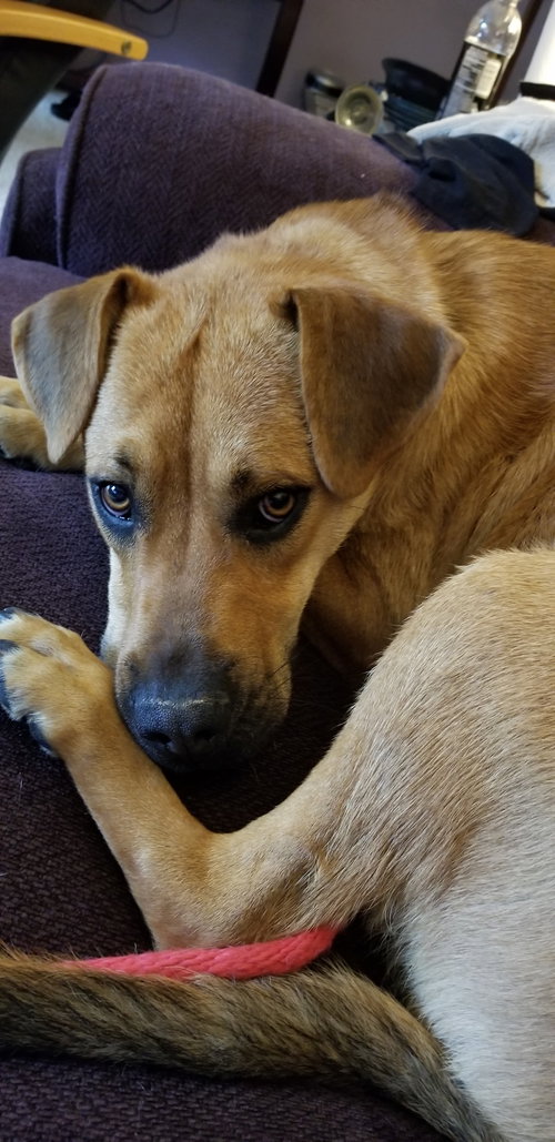 Marmaduke