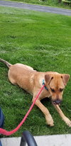 Marmaduke