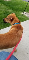 Marmaduke