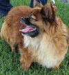 Bosley
