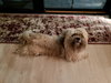 Bella