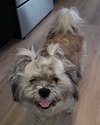 Bella
