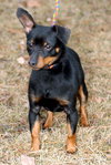 Oscar