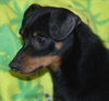 Oscar