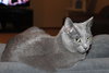 Cinder