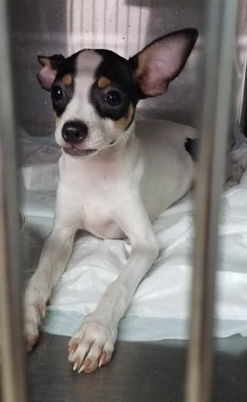Saraphina -pup