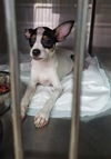 Saraphina -pup