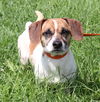 Kipper