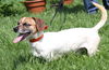 Kipper