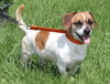Kipper