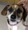 Kipper