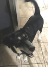 Sonny Pup