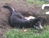 Sonny Pup