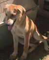 Omar Pup