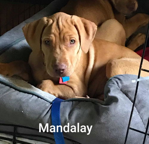 Mandalay Puppy