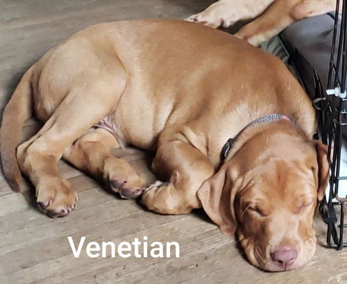 Venetian Puppy