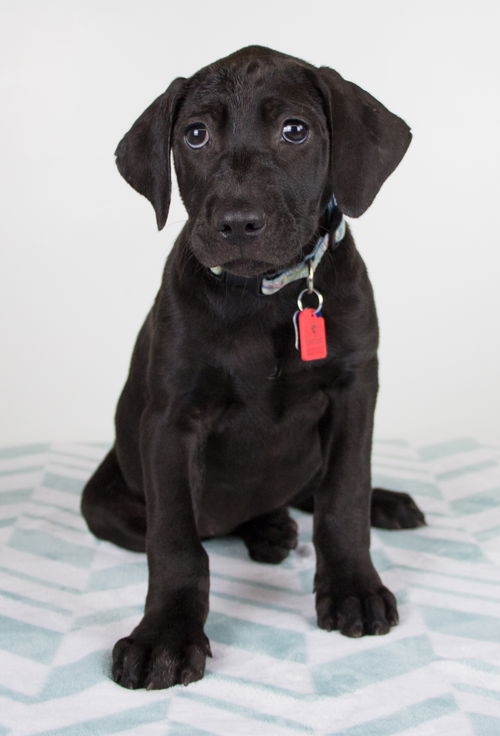 Mirage Puppy