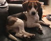 Elvis