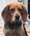 Beasley