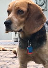 Beasley