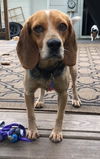 Beasley
