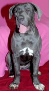 Blueberry
