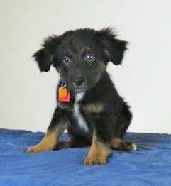 Dupree -Puppy