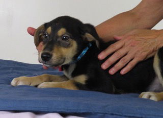 Jorge -Puppy