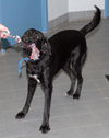 Onyx