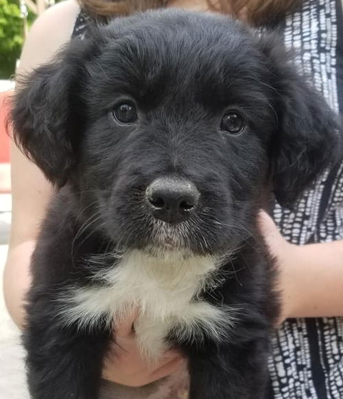 Rossi Puppy